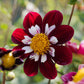 Dahliabundel 'Best of Dark'