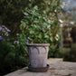 Elizabeth terracotta pot / Grey