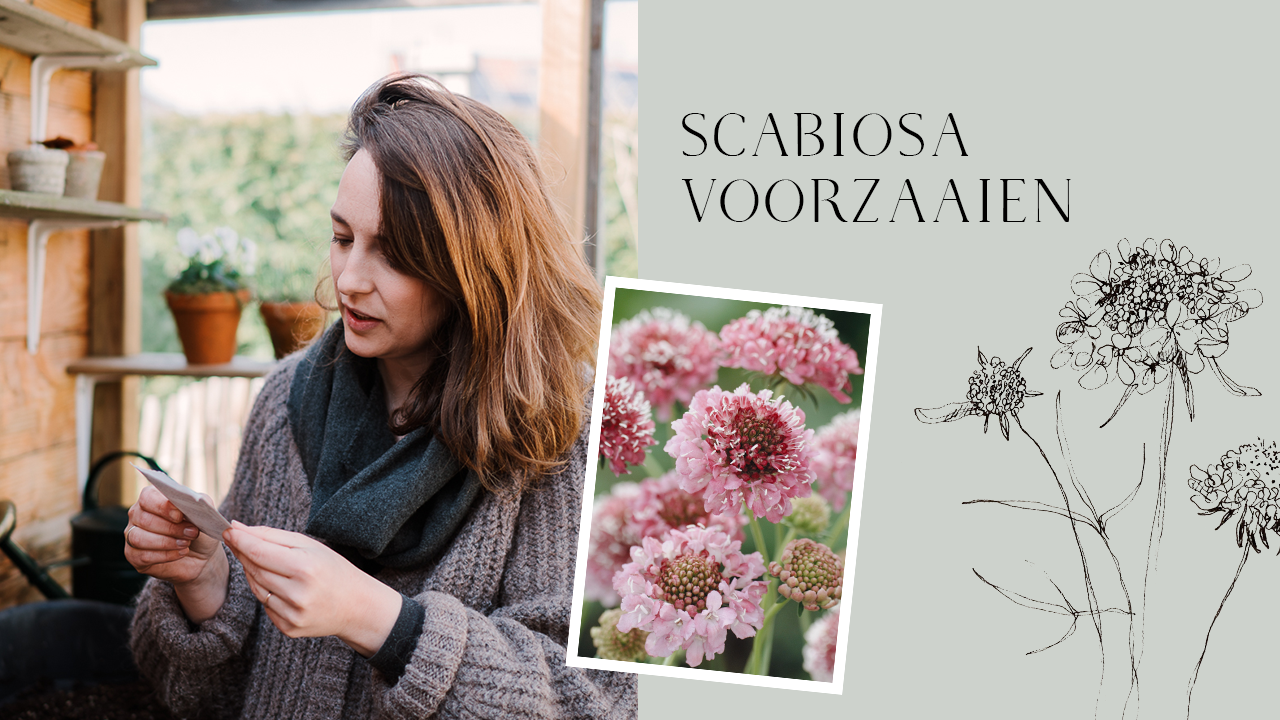 Scabiosa atropurpurea Black Knight MAY JUNE