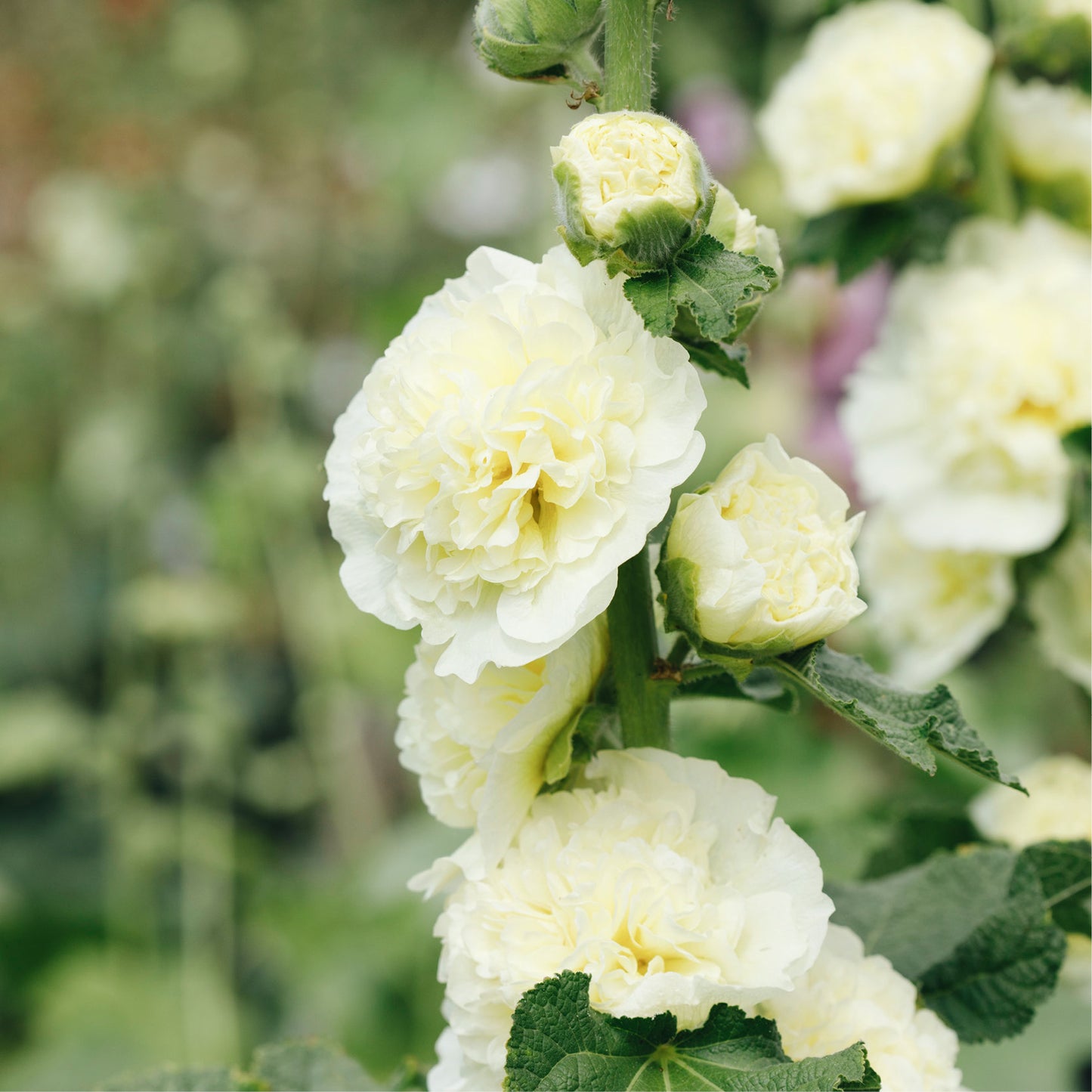Alcea rosea ‘Chater's Double White’ (stokroos)