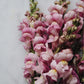 Antirrhinum majus 'Lilac' (Löwenmäulchen)