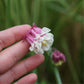 Aquilegia vulgaris ‘Pink Petticoat’ (akelei)