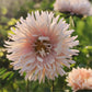 Callistephus chinensis 'King Size Apricot' (Chinese aster)