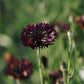 Centaurea cyanus ‘Black Ball’ (korenbloem)