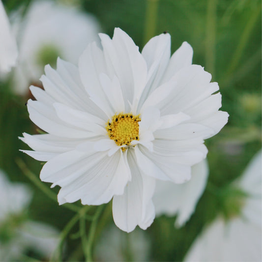 Cosmos bipinnatus ‘Fizzy White’ (cosmea)