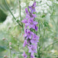 Delphinium consolida ‘Lilac Spire’ (ridderspoor)