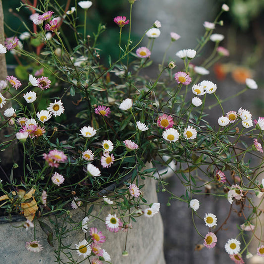 Erigeron karvinskianus (muurfijnstraal)