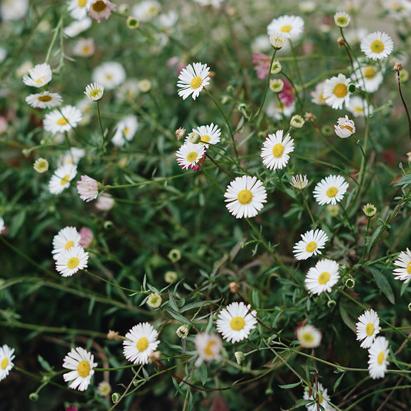 Erigeron karvinskianus (muurfijnstraal)