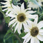 Helianthus debilis 'Italian White' (Sonnenblume)
