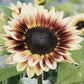 Helianthus annuus ‘Marley’ (zonnebloem)