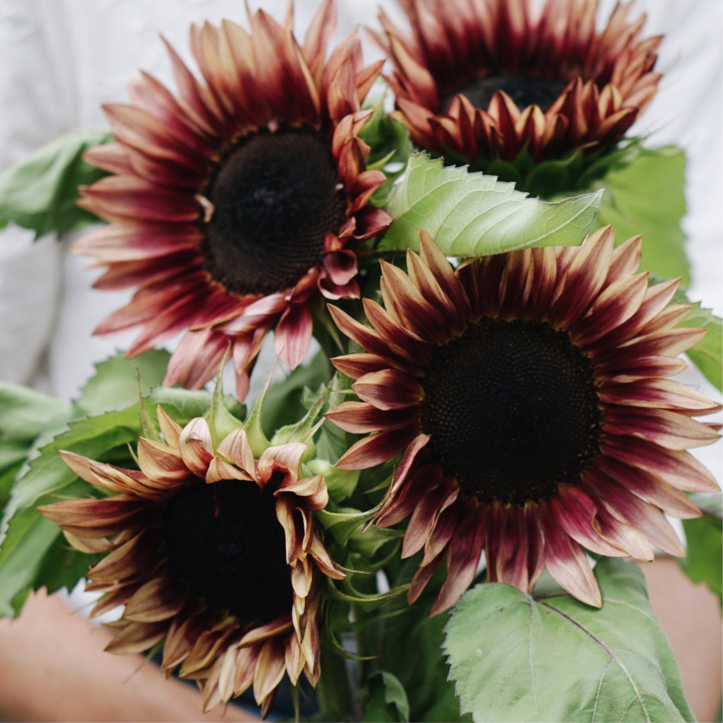 Helianthus annuus ‘ProCut Plum’ (zonnebloem)