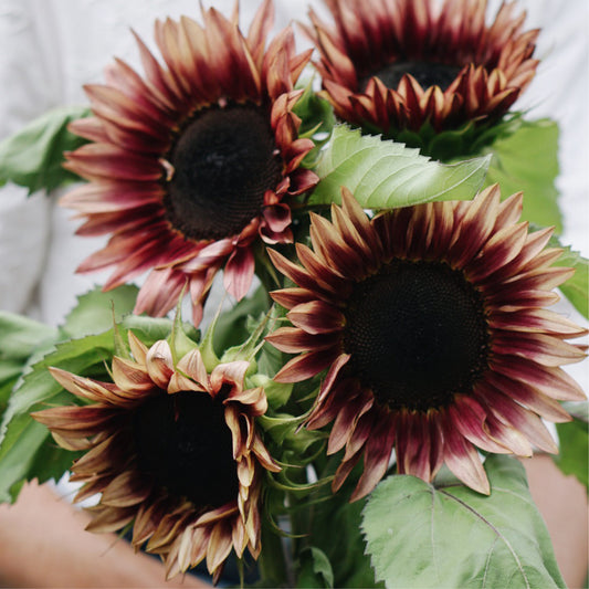 Helianthus annuus ‘ProCut Plum’ (zonnebloem)