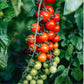 Kerstomaat 'Cerise' BIO