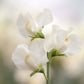 Lathyrus odoratus ‘Mrs Collier’ (reukerwt)