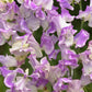 Lathyrus odoratus ‘Streamer Purple’ / 'Lilac Ripple' (reukerwt)