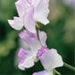 Lathyrus odoratus ‘Streamer Purple’ / 'Lilac Ripple' (reukerwt)