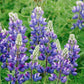 Lupinus hartwegii 'Avalune Blue & Lilac Shades' (lupine)