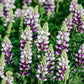 Lupinus hartwegii 'Avalune Lilac' (lupine)