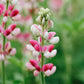 Lupinus hartwegii 'Avalune Red & Rose Shades' (lupine)