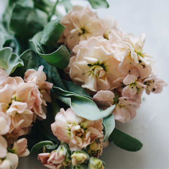 Matthiola incana ‘Apricot’ | MAY & JUNE