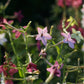 Nicotiana sanderae ‘Perfume Bright Rose’ (siertabak)