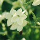 Nicotiana sanderae ‘Perfume Lime’ (siertabak)