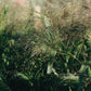 Panicum elegans ‘Sprinkles’ (vingergras)