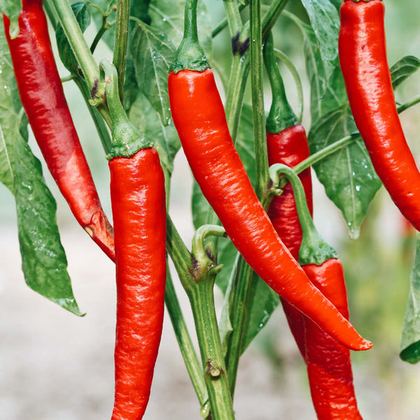 Sappige biefstuk met zoete aardappel - Charlie's Kitchen