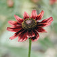 Rudbeckia hirta ‘Cherry Brandy’ (zonnehoed)