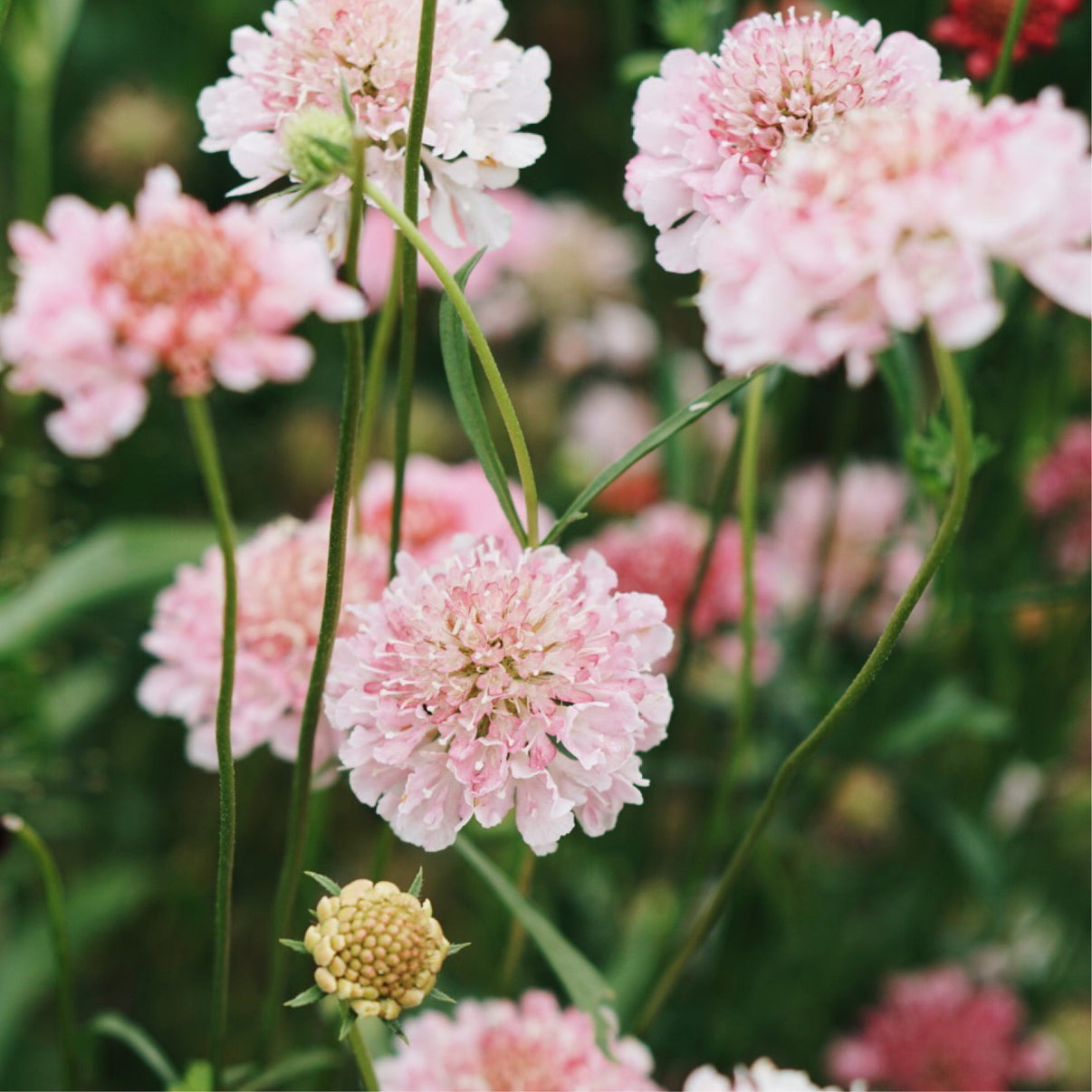 Scabiosa atropurpurea ‘Salmon Queen’ Duifkruid MAY & JUNE