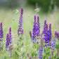 Salvia pratensis (veldsalie) ECO