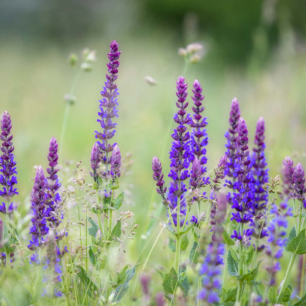 Salvia pratensis ECO | Veldsalie | MAY & JUNE