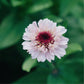 Zinnia elegans ‘Zinderella Lilac’