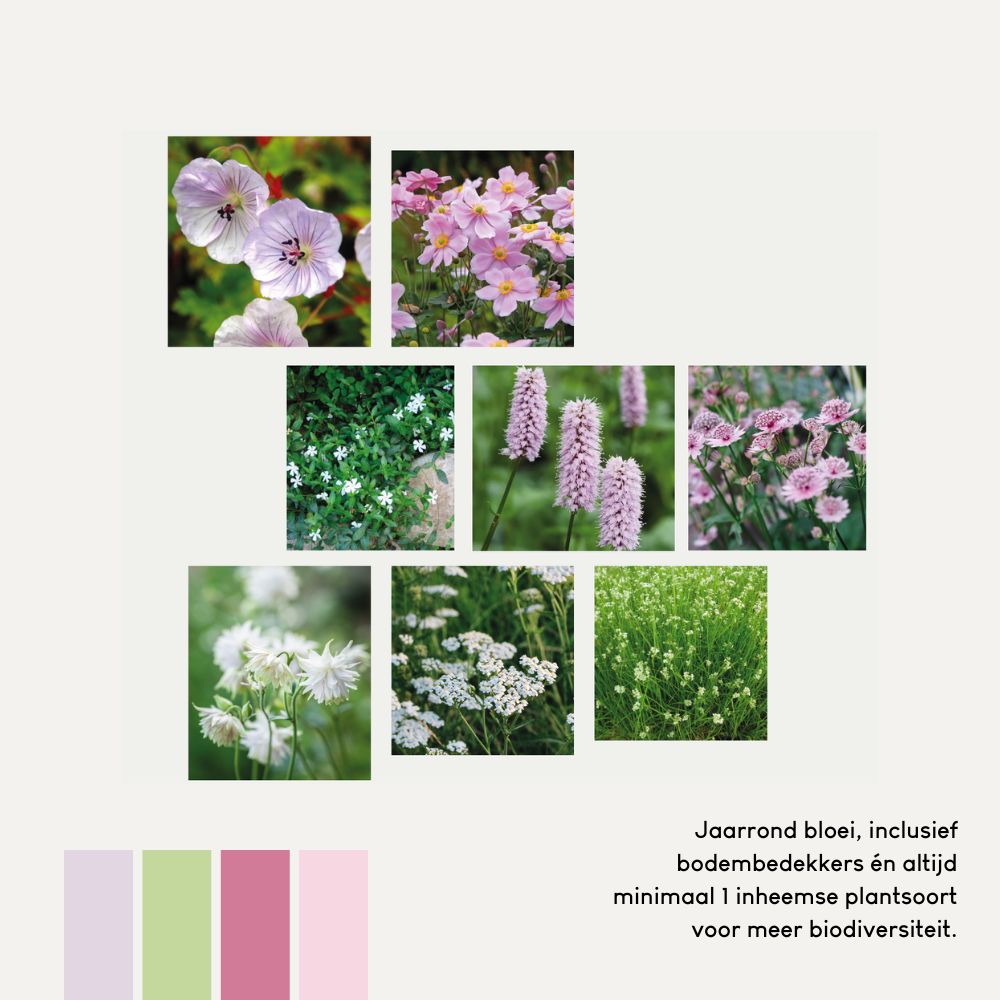 Geveltuin ROSEMOOR voor halfschaduw en volle zon