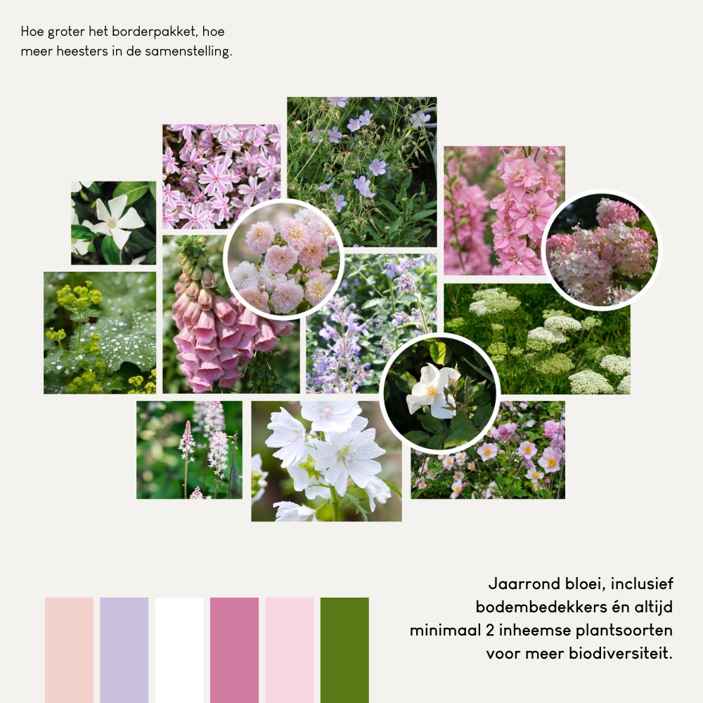 Borderpakket ABBOTSBURY voor volle zon met rozen