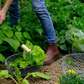 Oogst- & plukmand Atelier Aertgeerts
