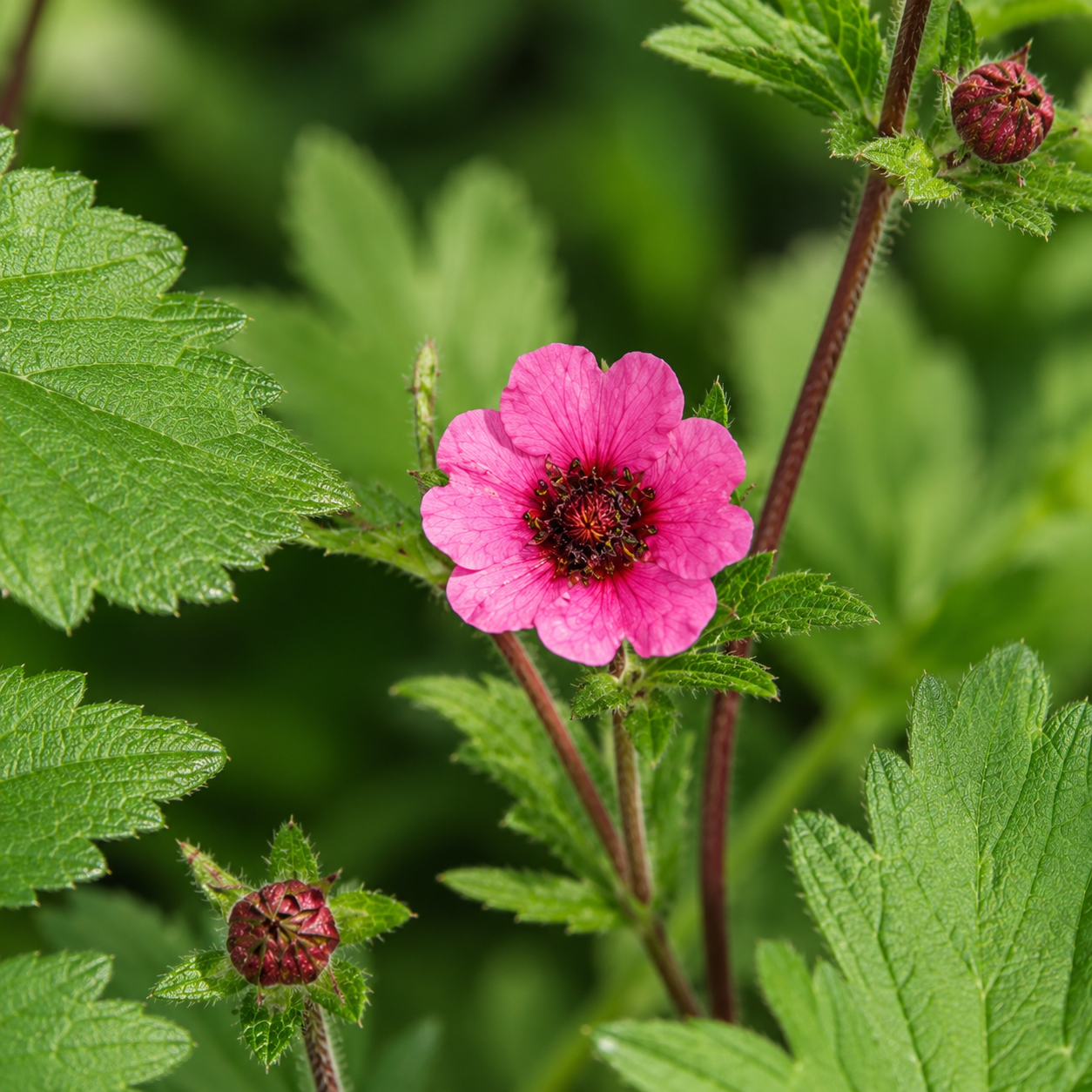 Potentilla nepalensis 'Miss Willmott' (ganzerik) BIO