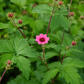 Potentilla nepalensis 'Miss Willmott' (ganzerik) BIO