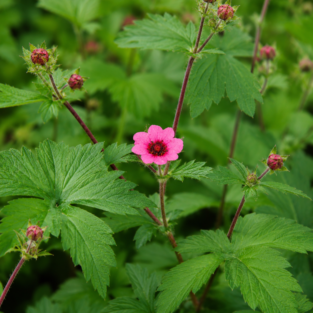 Potentilla nepalensis 'Miss Willmott' (ganzerik) BIO