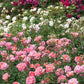 Rosa 'Boscobel' (struikroos)