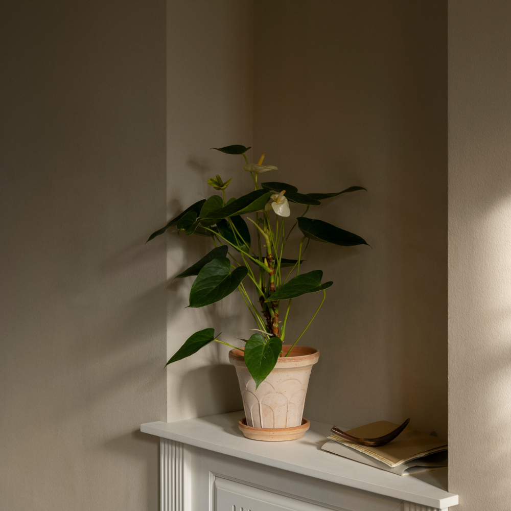 hoge pot met plant Fleur terracotta pot / Rosa