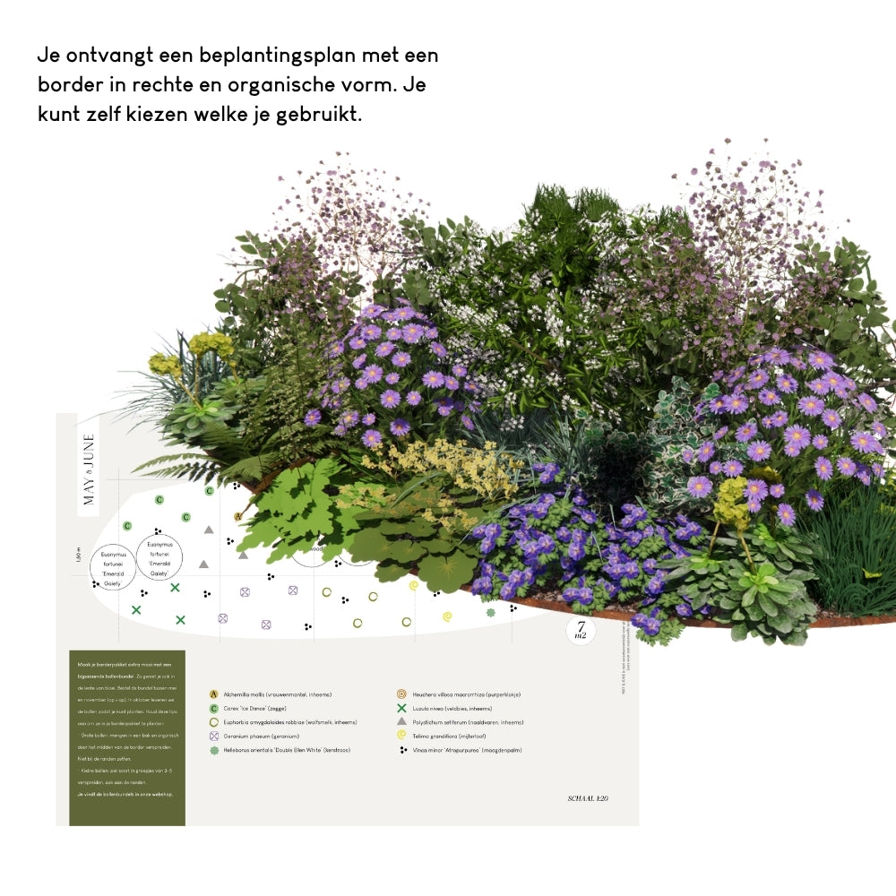Borderpakket BLANDFORD voor (half)schaduw