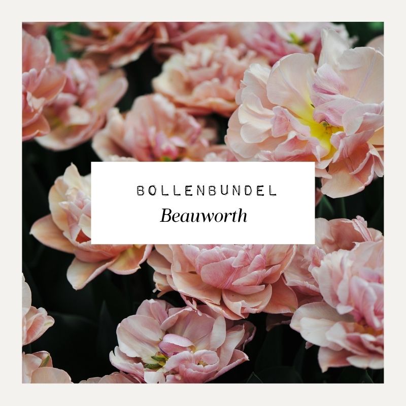 Bollenbundel voor borderpakket Beauworth