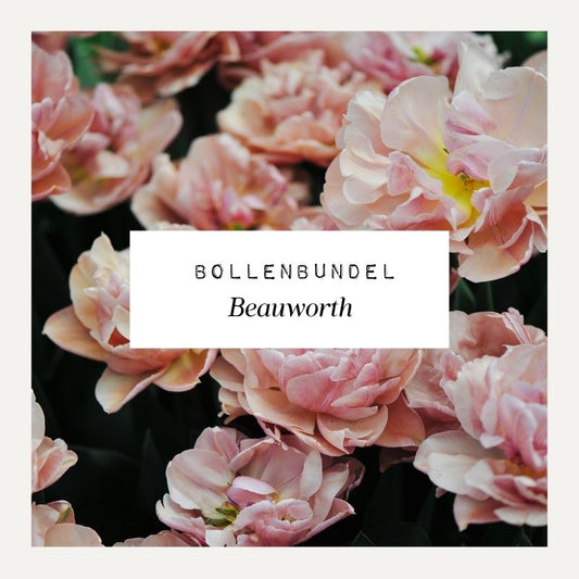 Bollenbundel voor borderpakket Beauworth