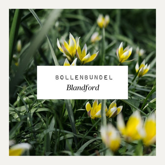 Bollenbundel voor borderpakket Blandford
