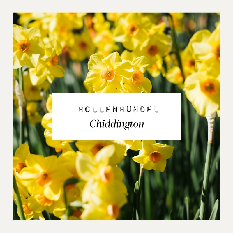 Bollenbundel voor borderpakket CHIDDINGTON