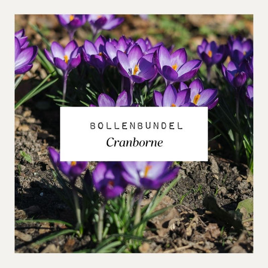 Bollenbundel voor borderpakket Cranborne