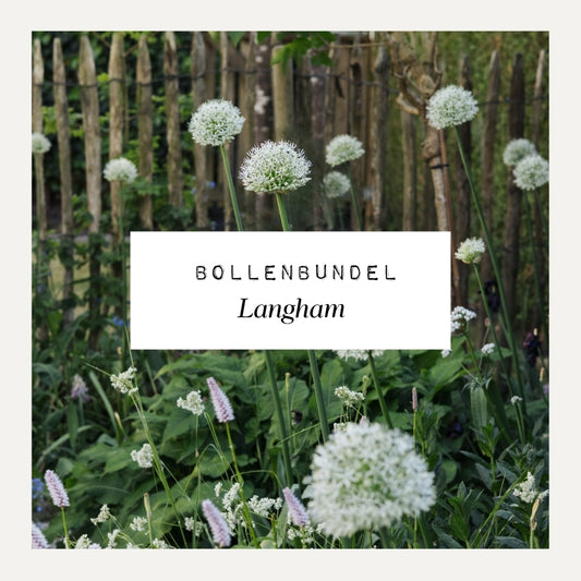Bollenbundel voor borderpakket Langham