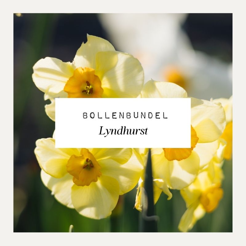 Bollenbundel voor borderpakket Lyndhurst