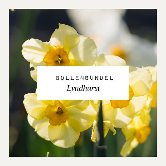 Bollenbundel voor borderpakket Lyndhurst